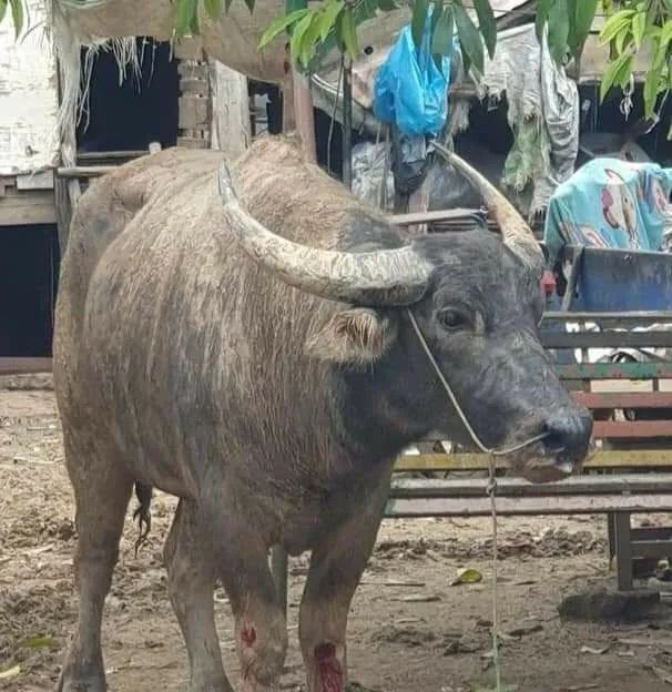 视频疯牛发狂大闹市场多人受伤