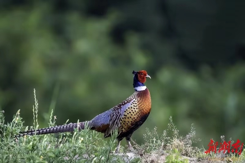 二十四节气与鸟19立冬雉鸡