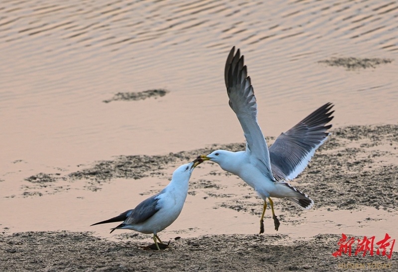 跟着候鸟去飞翔_腾讯新闻