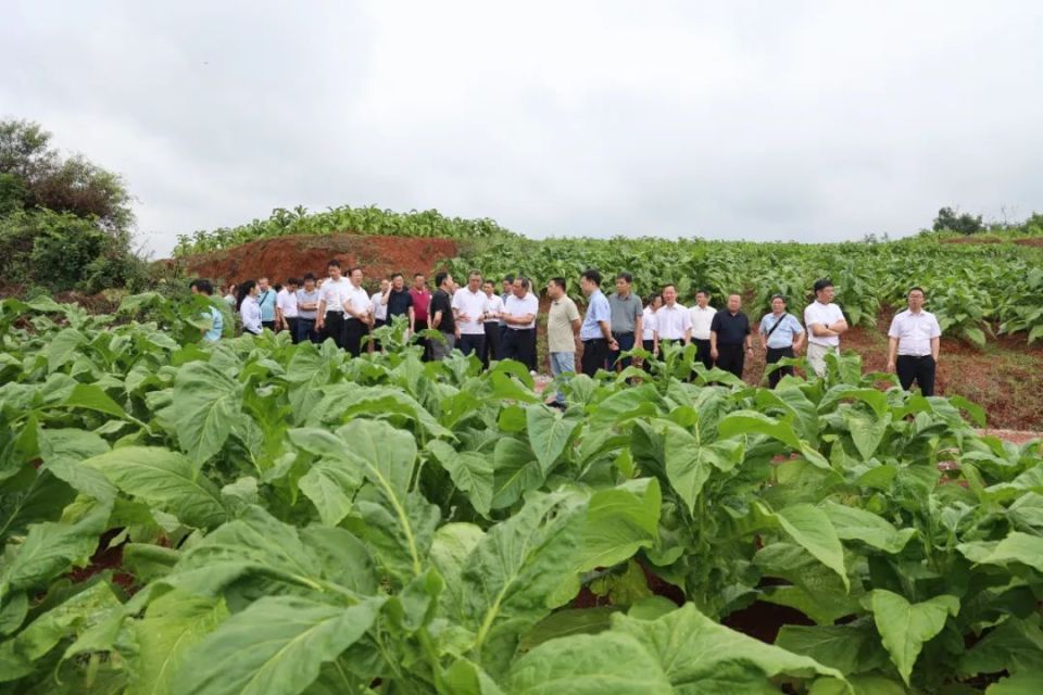 与会人员先后前往南雄市黄坑镇社前村,珠玑镇古田村生产示范片和古市