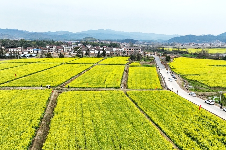 江西广昌油菜花开引客来
