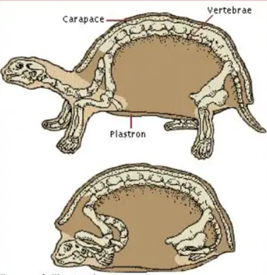 by 苯巴比妥答:乌龟的骨骼包括头骨,颈椎,背骨,腹骨,肋骨和四肢骨骼等