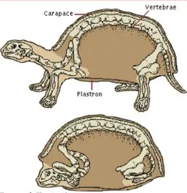 乌龟骨骼结构图图片