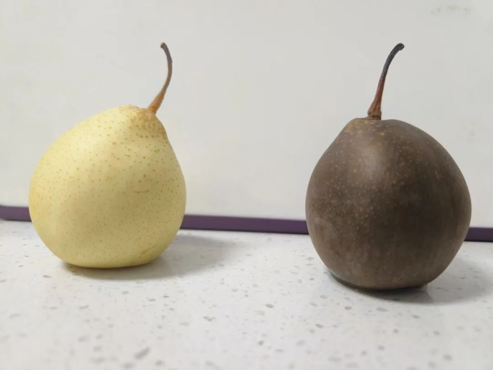 价格不菲的藏乌梨，究竟是何来历？手把手教你在家制作高价水果（有锅就行）_腾讯新闻