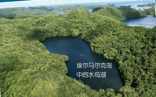 水母: 沧海变幻,唯我独尊_腾讯新闻