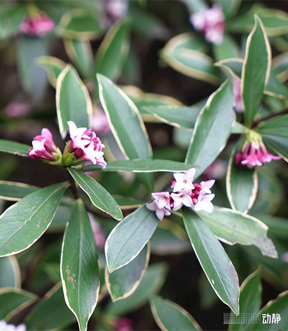 野性贵州 有问必答丨它因为很香得名"千里香",为啥又被称为"风流树"?