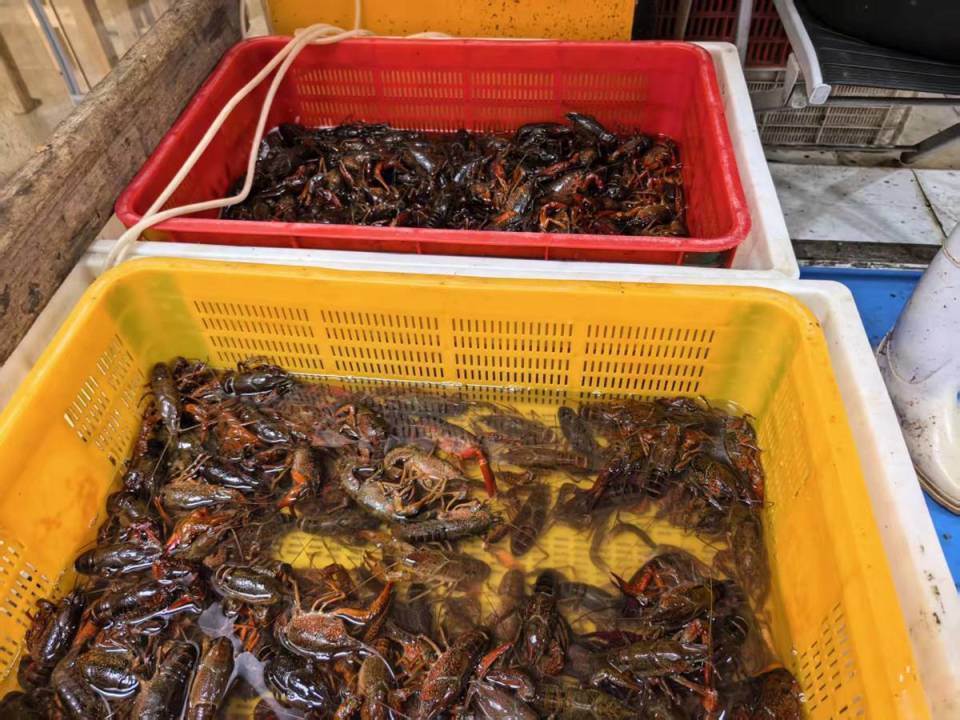 4月小龙虾开启“亲民档”，比节前一斤少了四五元_腾讯新闻