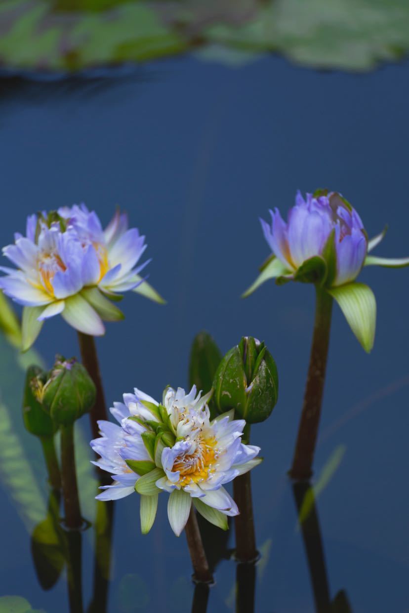 五心莲三蒂莲广州莲花山一株睡莲同时开出多个莲花奇观