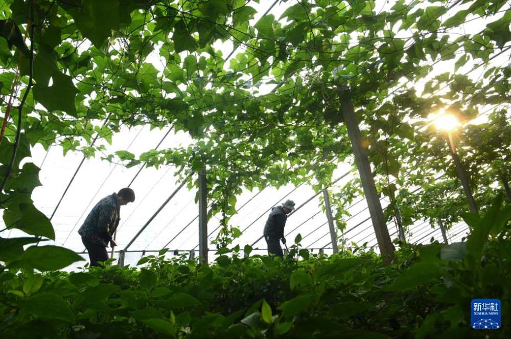 3月14日,在山东省淄博市沂源县,农民在大棚里管护种植的蔬菜.