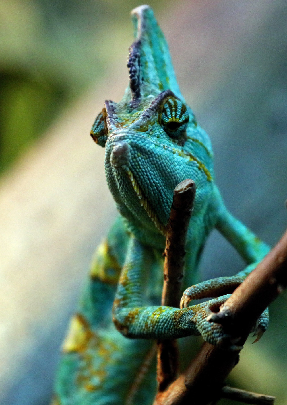 俄罗斯动物园里的爬行动物_腾讯新闻