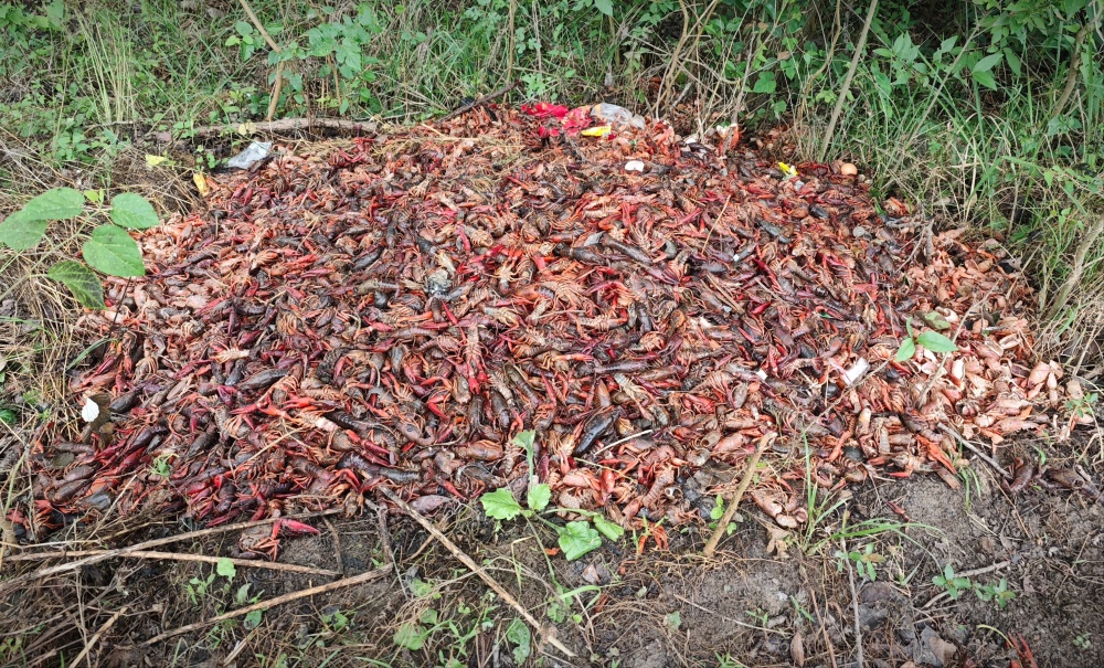 图/九派新闻 董自能临近另一小龙虾养殖场的工人说:"虾死得多,一网一