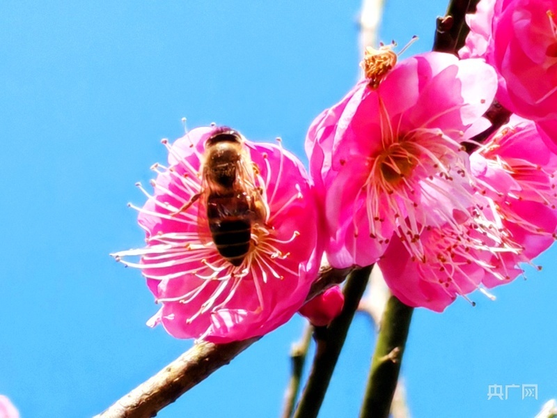 赣鄱·春色|梅花盛开春意浓