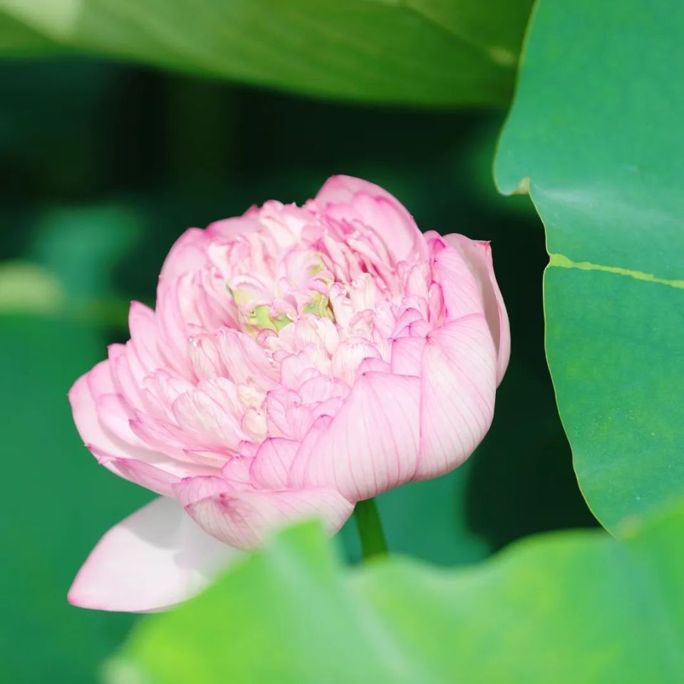 台州再添一处网红打卡地,100多亩荷花盛开