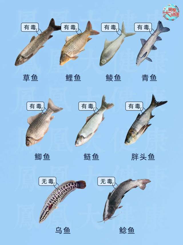 日本将核废水强行排海,未来你还敢吃海鱼吗?3种致癌鱼就在身边