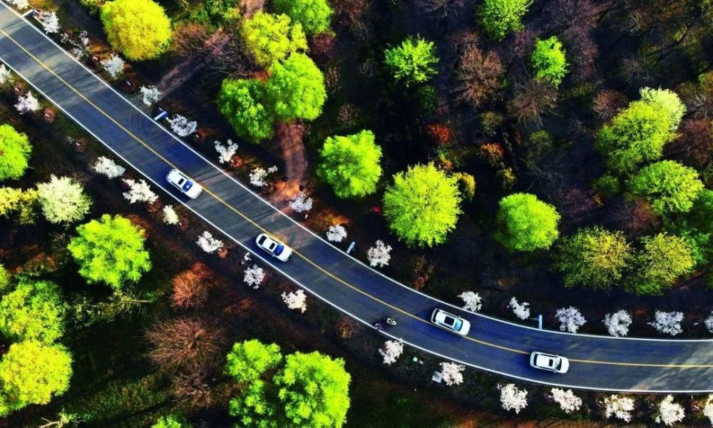 森林公園廢窯坑嬗變千畝森林公園界首潁南植物園是國家3a級旅遊景區