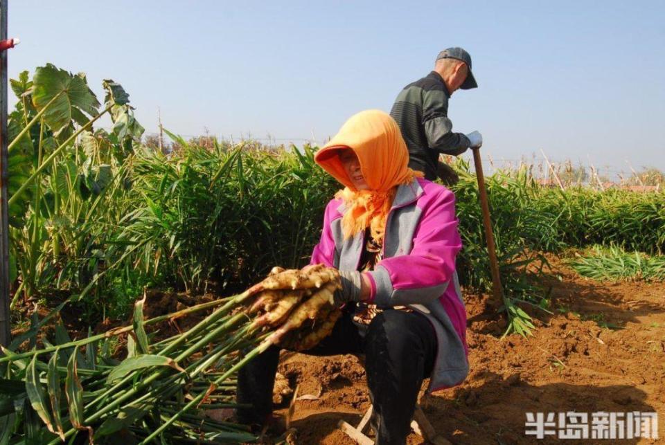[南方生姜网-图片加载]