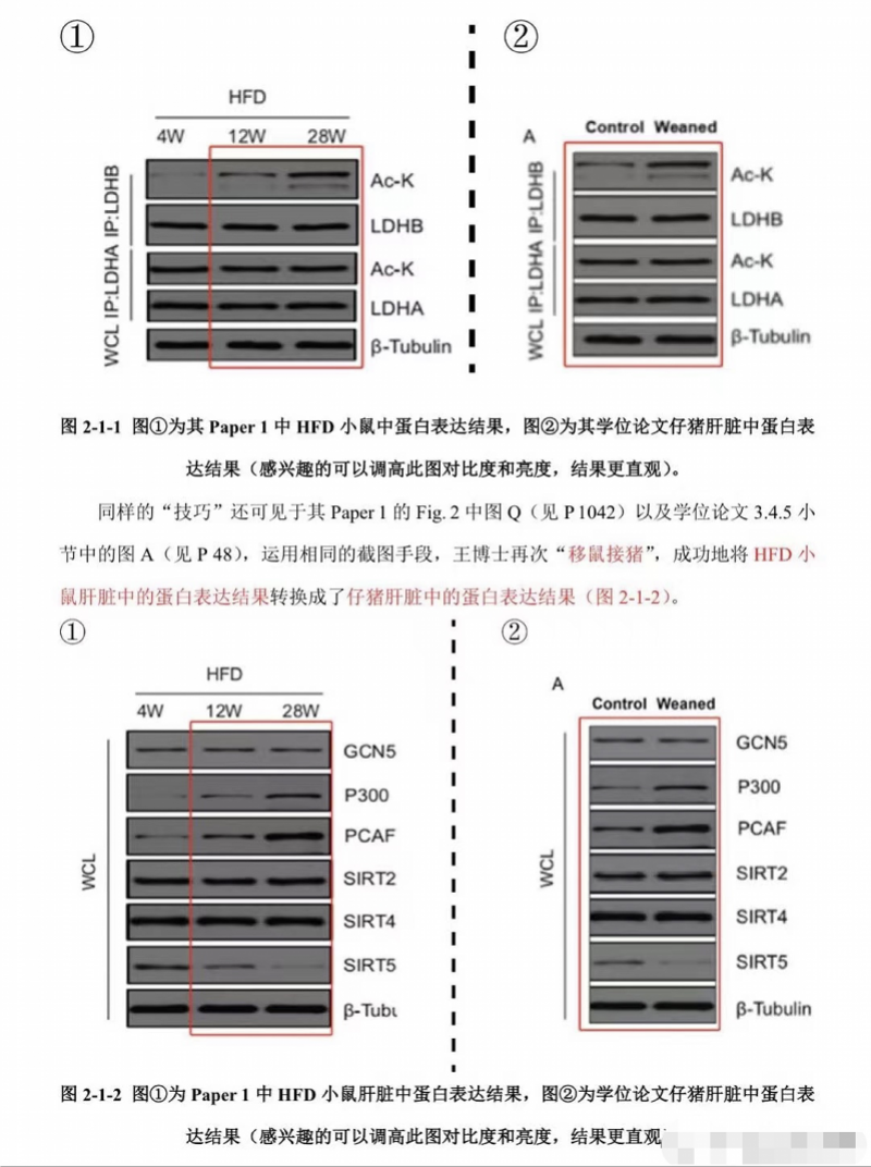 学生公布华农大教授"造假证据" 将鼠结果转移给猪