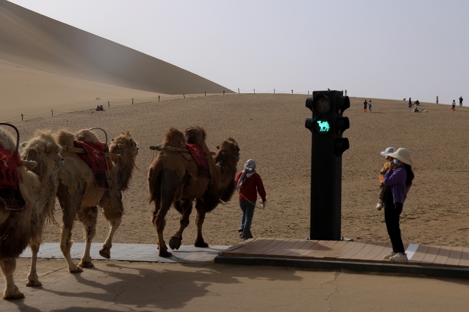 百万游客涌进月牙泉停工与网谣风波煎熬骆驼村