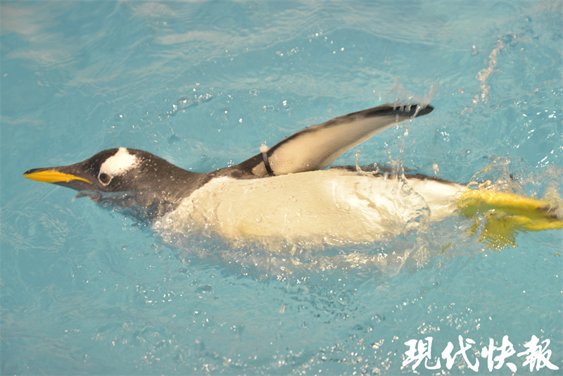 走哪跟哪显眼包企鹅认人当大哥