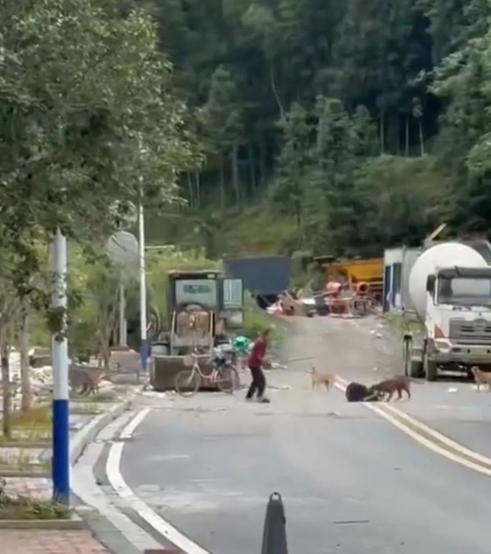 湖南桂东犬只拖咬男子视频引关注！伤者情况