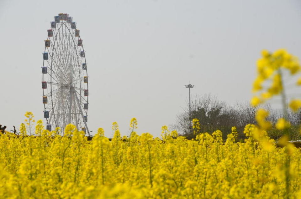 湖北大冶春有约花不负