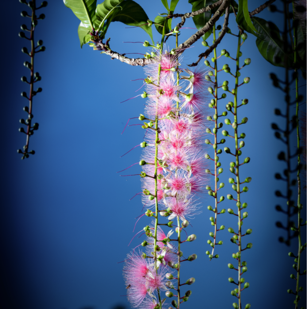 玉兰花花蕊像什么图片