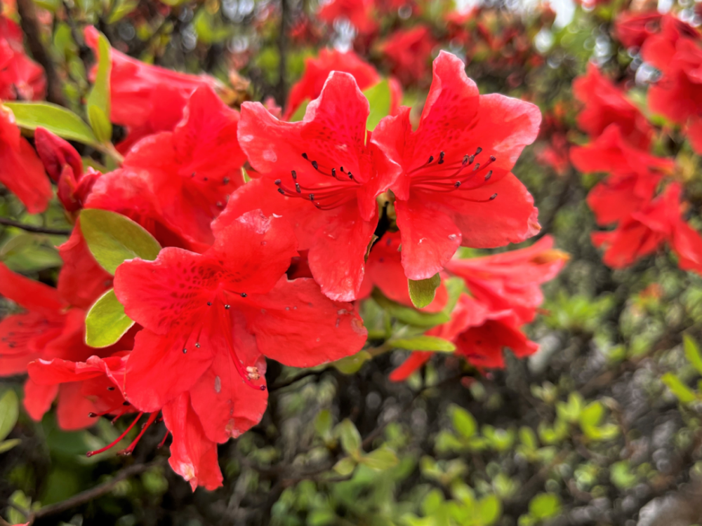 天露山上映山红,抓住花期来踏春(内附攻略)