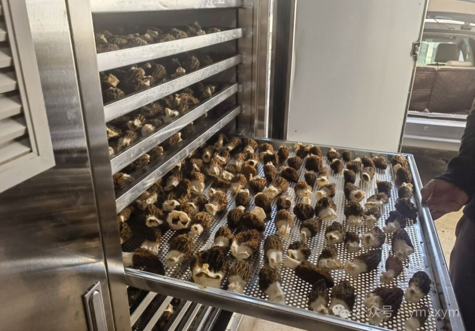 退伍军人种植羊肚菌,为村民撑开"致富伞"_腾讯新闻