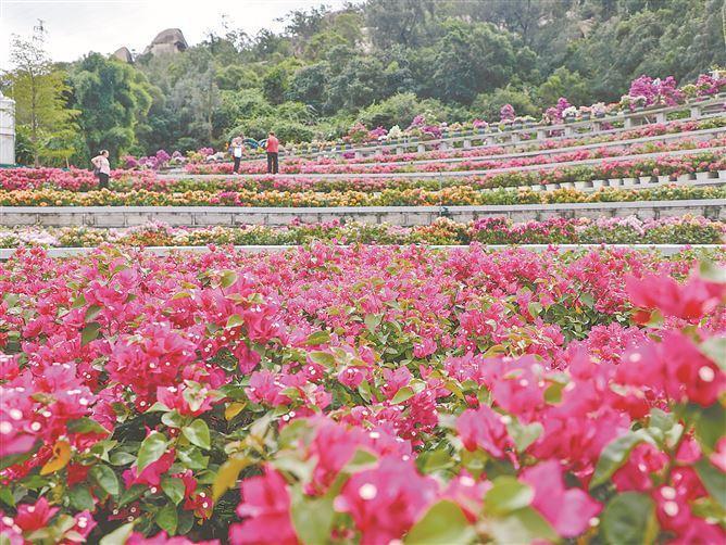 成都市树市花图片