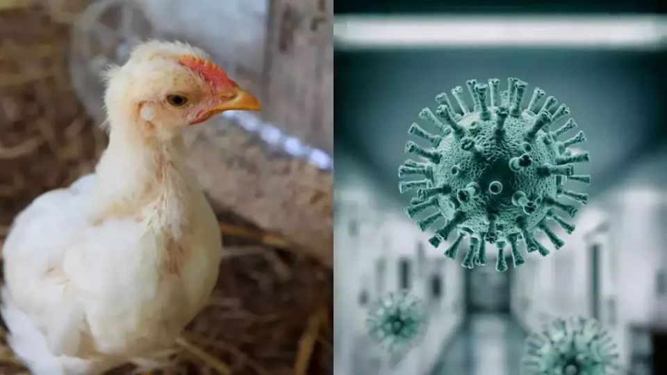 h5n1禽流感:死亡率直逼52%,我们如何预防可能的大流行?