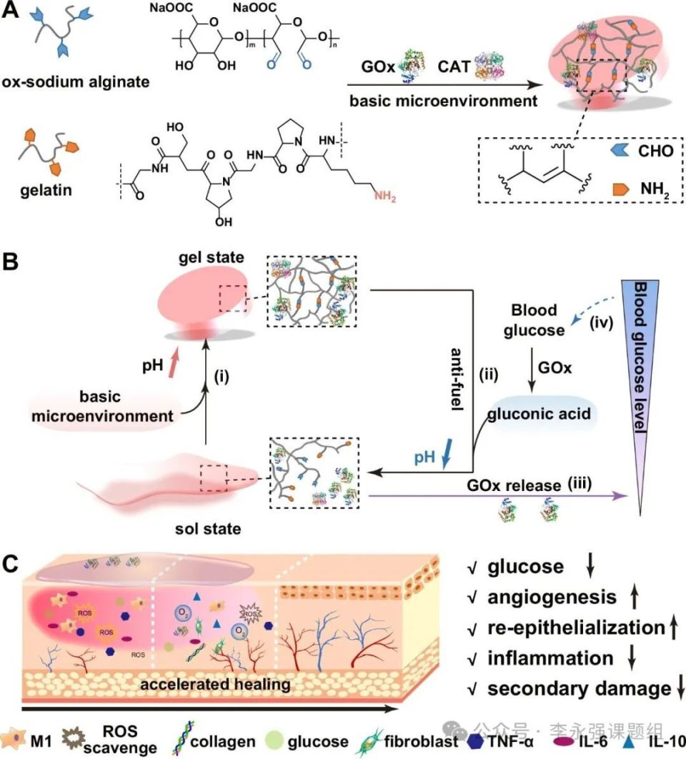 水凝胶伤口敷料怎么用《自然·通讯》微环境反馈调节水凝胶作为活性伤口愈合材料！_https://www.jmylbn.com_新闻资讯_第2张