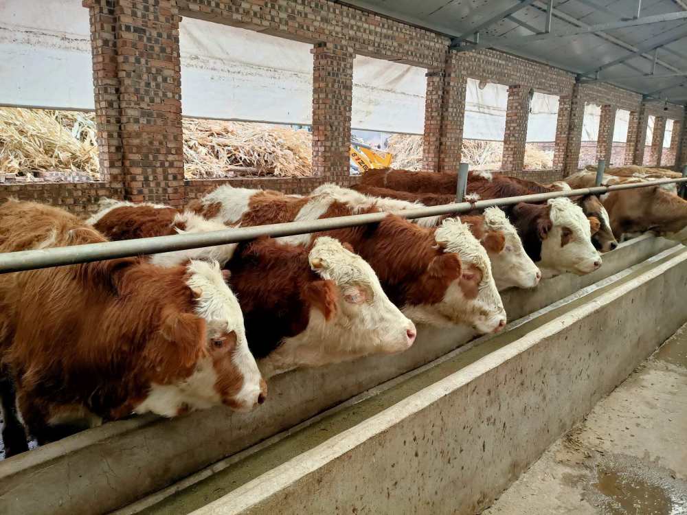 新手养牛怎么起步?刚开始养牛要做什么?看完就知道了_腾讯新闻