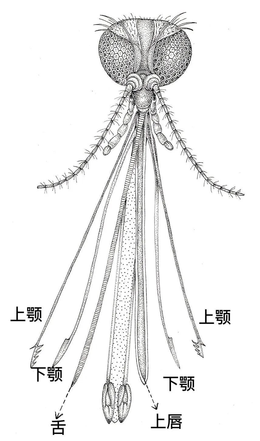 以蚊攻蚊,巴西将建世界最大蚊子工厂,年产可达50亿只