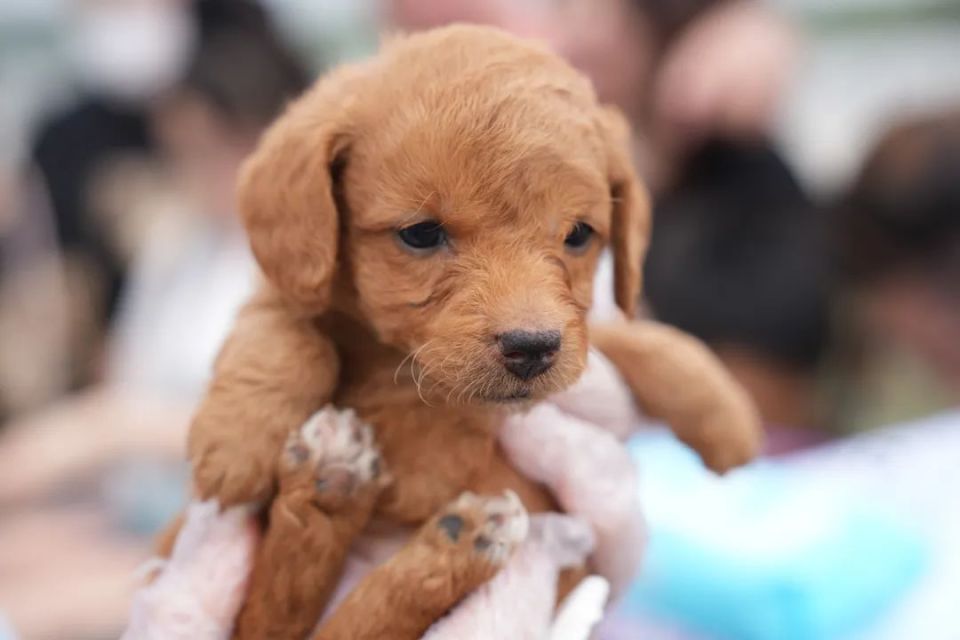 "宠物帮小院"有待领养的小动物