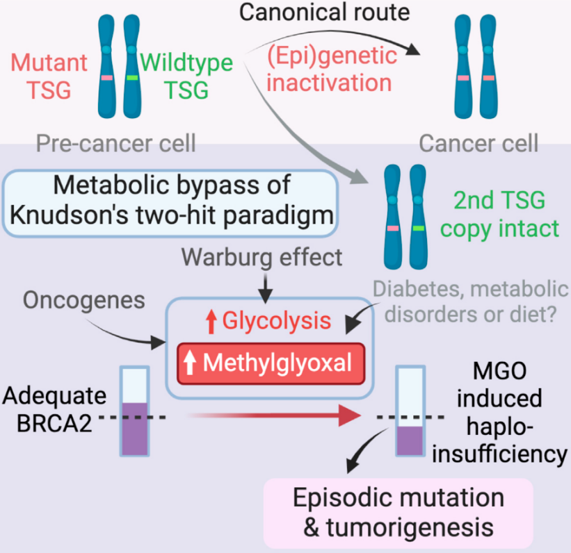 科学家揭示不良饮食习惯可能提高患癌风险,有望建立潜