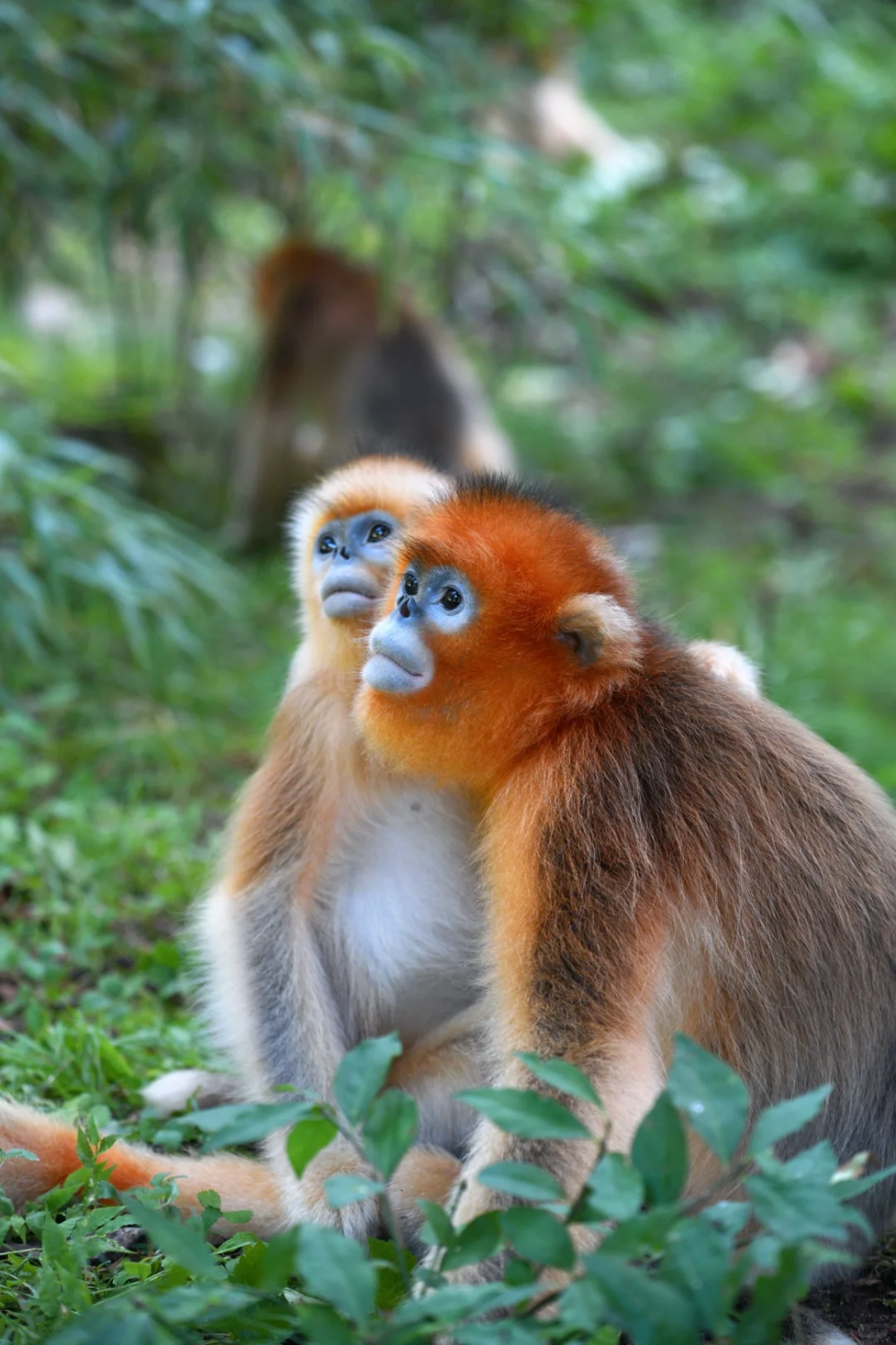倒计时2天丨秦岭四宝萌宠天团集结完毕,8月2日,就等你来佛坪"吸"国宝!