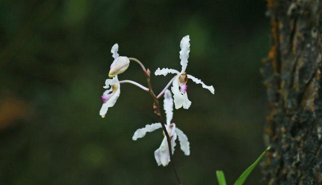 保山龙陵拍到白花拟万代兰,优雅,实在是优雅!