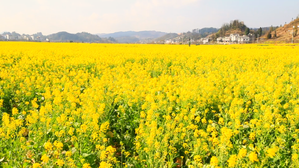 贵定金海雪山已是一片金黄,今年的花期将持续到三月中旬左右_腾讯新闻