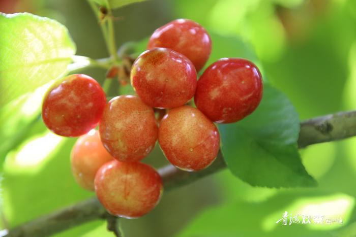 海南贵德小樱桃激活乡村振兴大产业