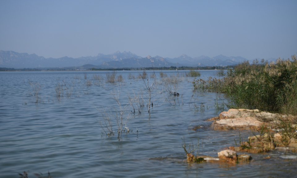 青岛市生态环境局平度分局向半岛记者发来一份"尹府水库里漂起死鱼