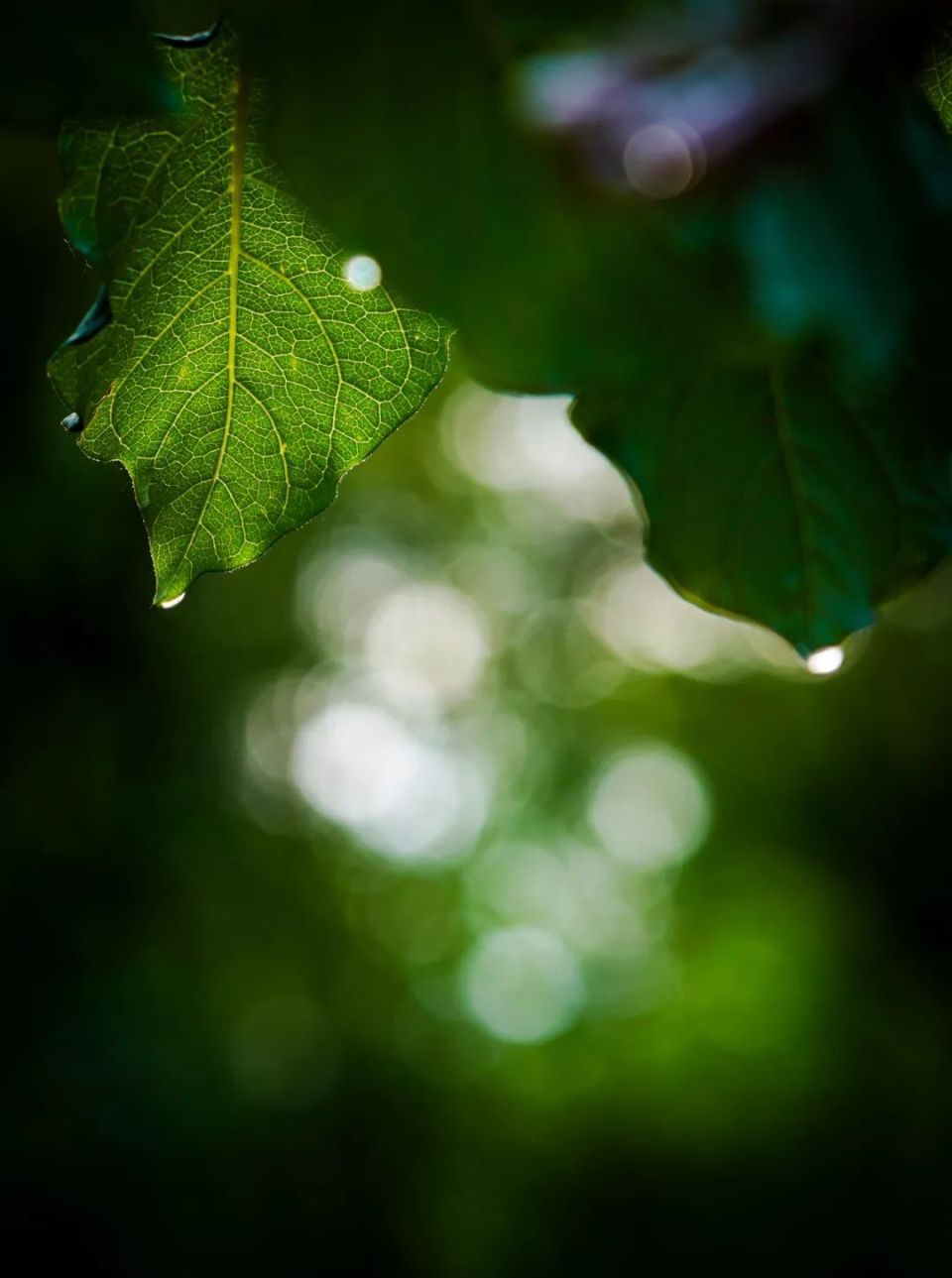 所有人快来认真寻找身边的宁静与美好吧通过美文,美图,短视频,寻找美