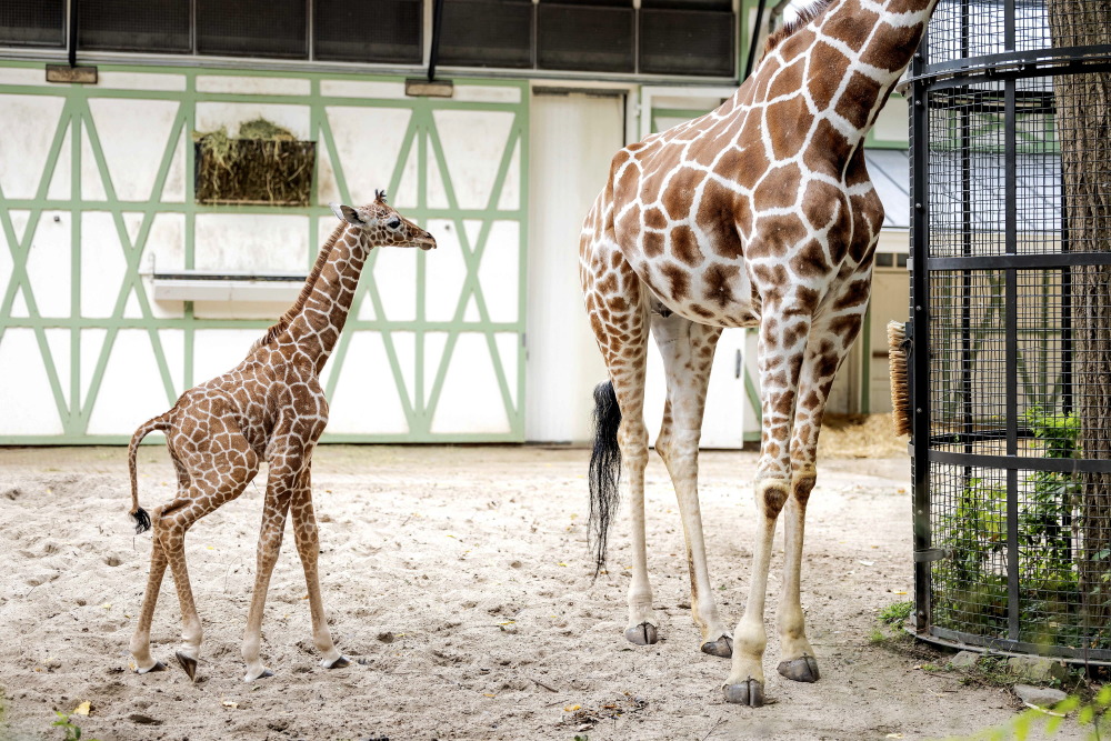 可爱的网纹长颈鹿宝宝