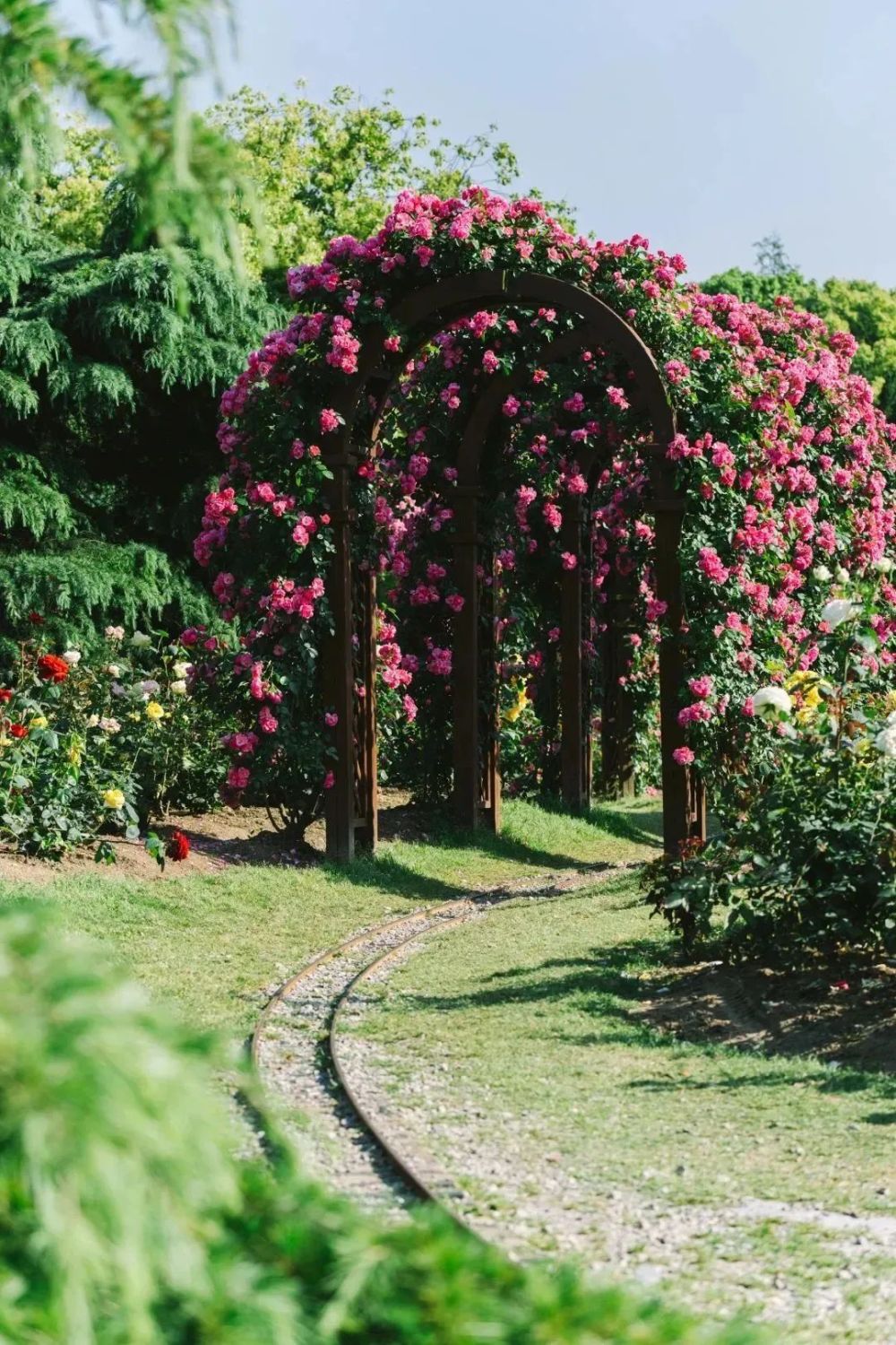 月季花廊图片