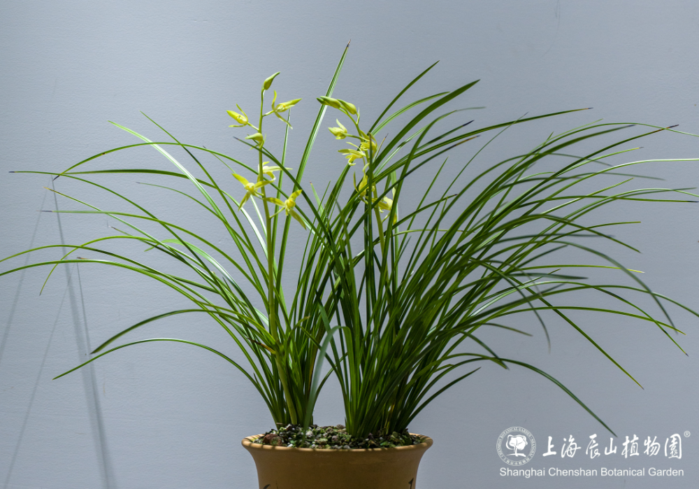 30余种精品蕙兰一次赏!蕙之华国兰特展持续至5月12日,欲赏从速噢