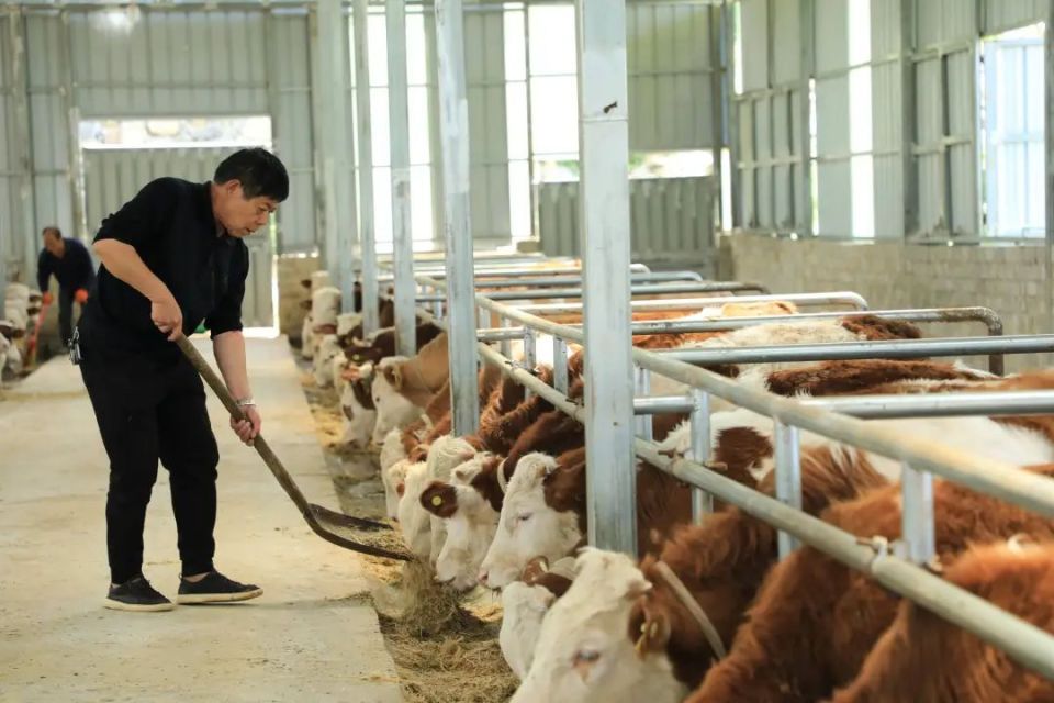 乡村行61看振兴丨枧坝镇:牵好"牛鼻子" 走出"牛"路子