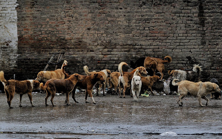 印度男孩被一群流浪狗袭击后死亡身上出现多处咬痕