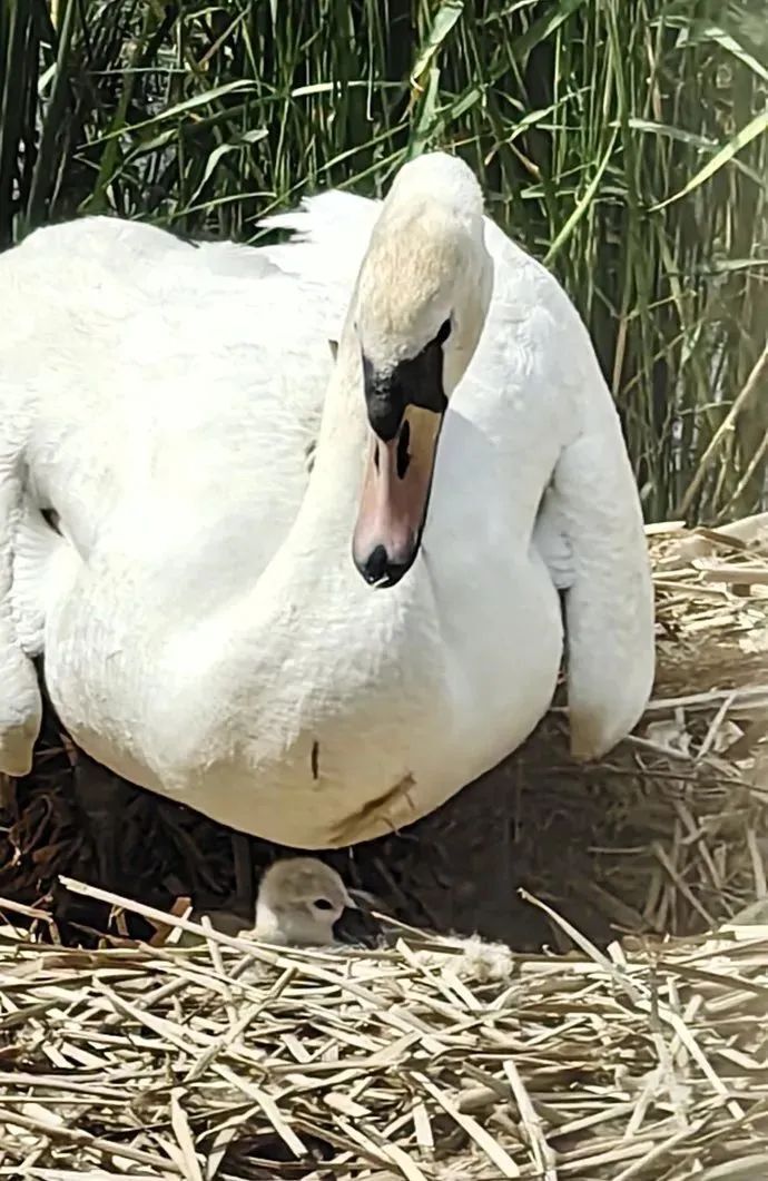 河南多地冲击37℃;"郑州双世锦赛"日程公布;张雪峰