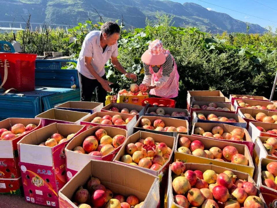 程海湖畔:累累硕果丰收情,最是九月石榴红_腾讯新闻