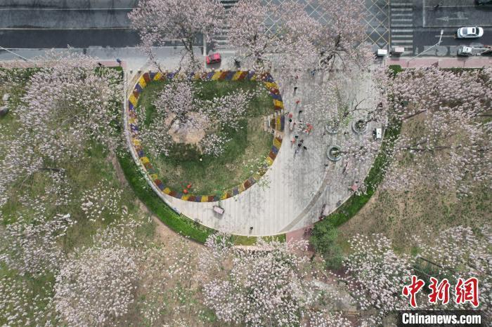 河南兰考：泡桐花开景如画_腾讯新闻