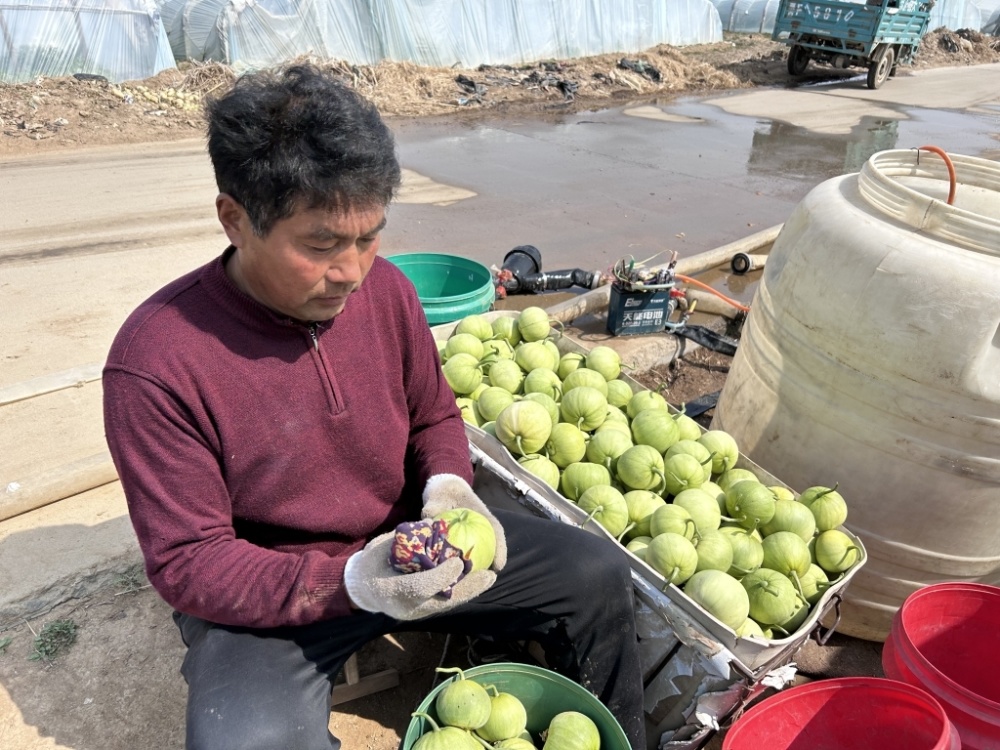 发现宝藏青岛打卡特色小镇红色小镇绿色崛起甜蜜事业马连庄甜瓜提前一